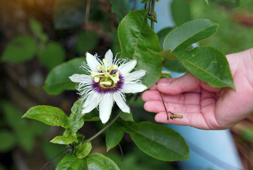 herbal remedies for sleep